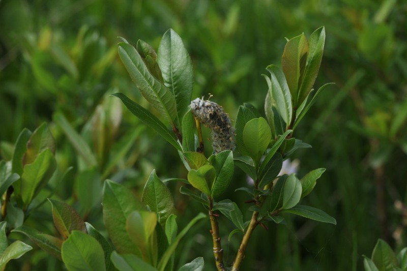 Salix apoda photo 7