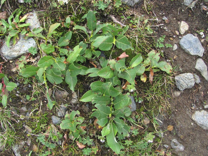 Salix apoda photo 8