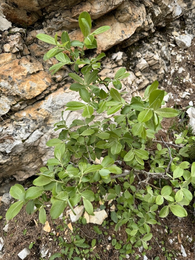 Salix appendiculata photo 2