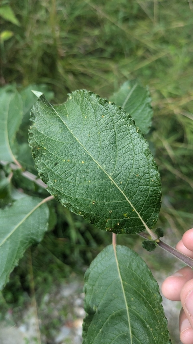 Salix appendiculata photo 3