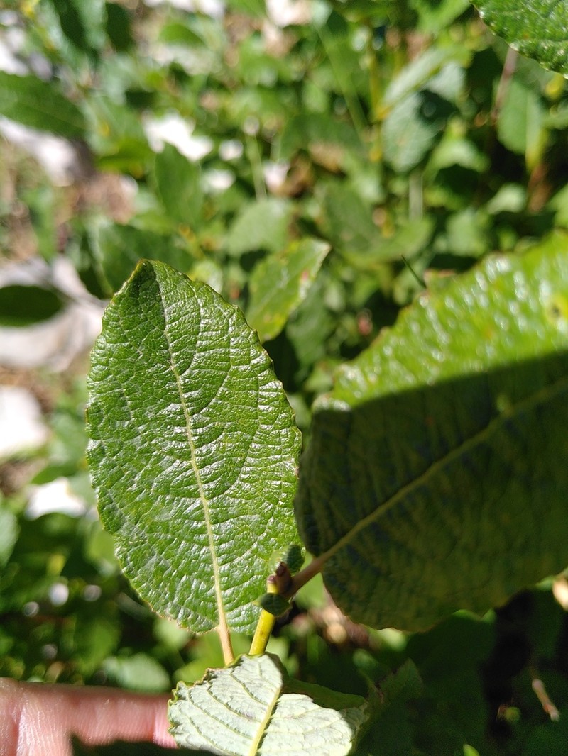 Salix appendiculata photo 4