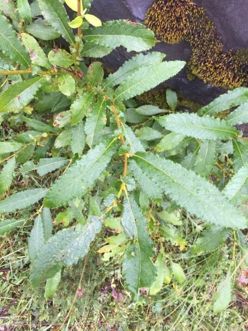 Salix appendiculata photo 5