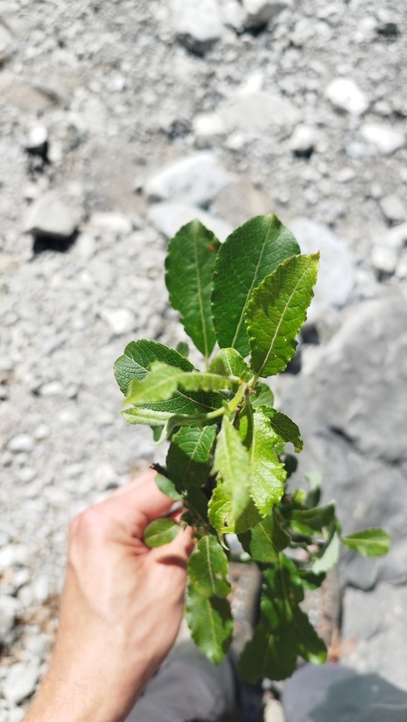 Salix appendiculata photo 6