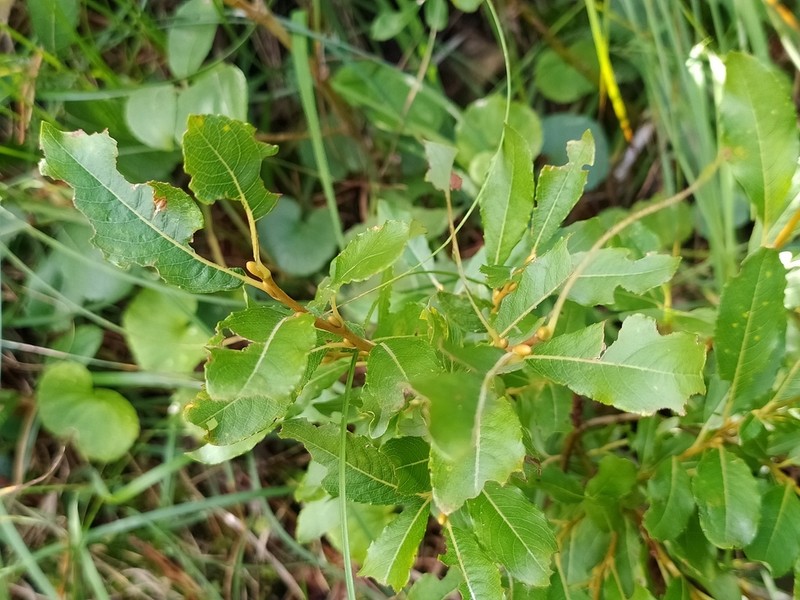 Salix appendiculata photo 7