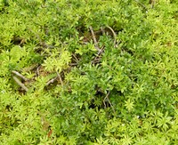 Salix arbuscula