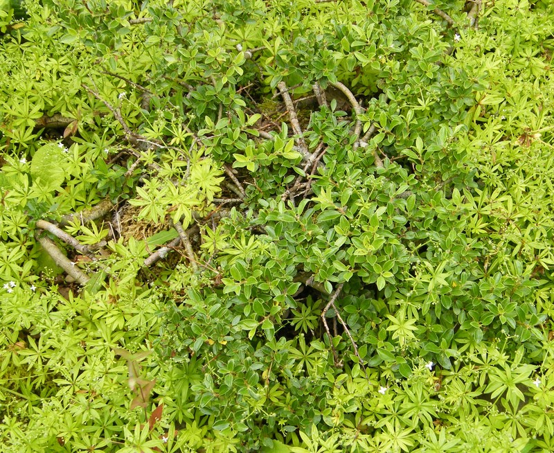 Salix arbuscula
