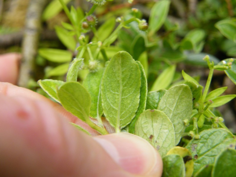Salix arbuscula photo 2