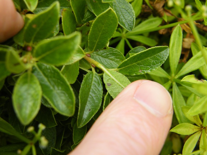 Salix arbuscula photo 3