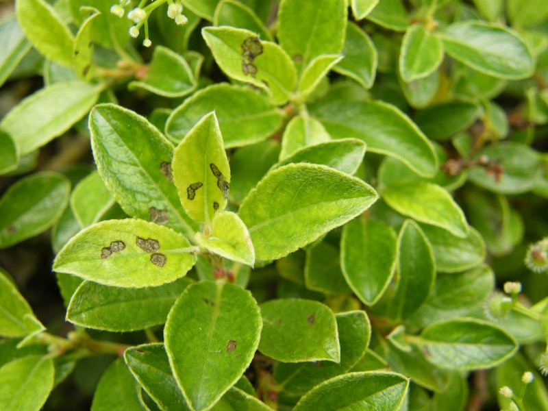 Salix arbuscula photo 4
