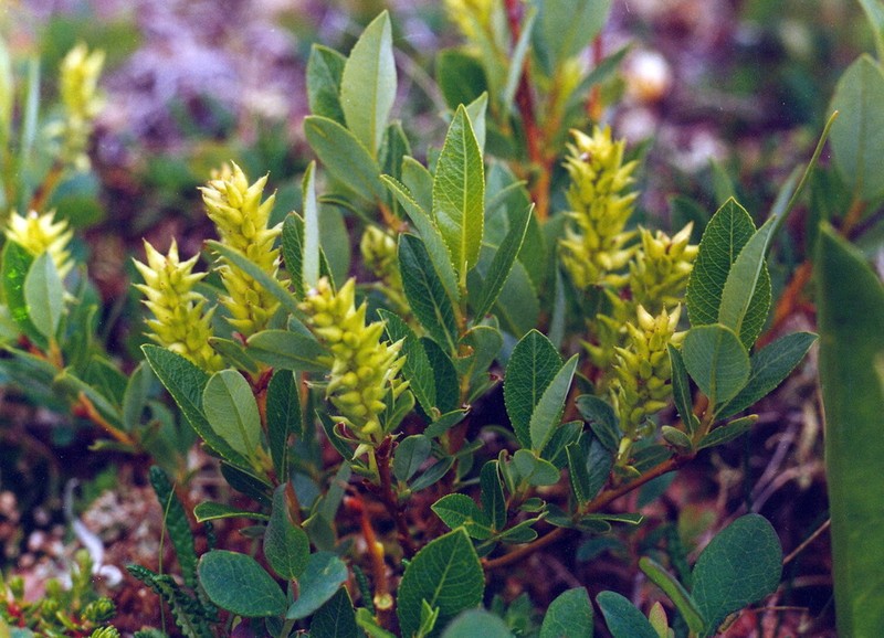 Salix arbuscula photo 5