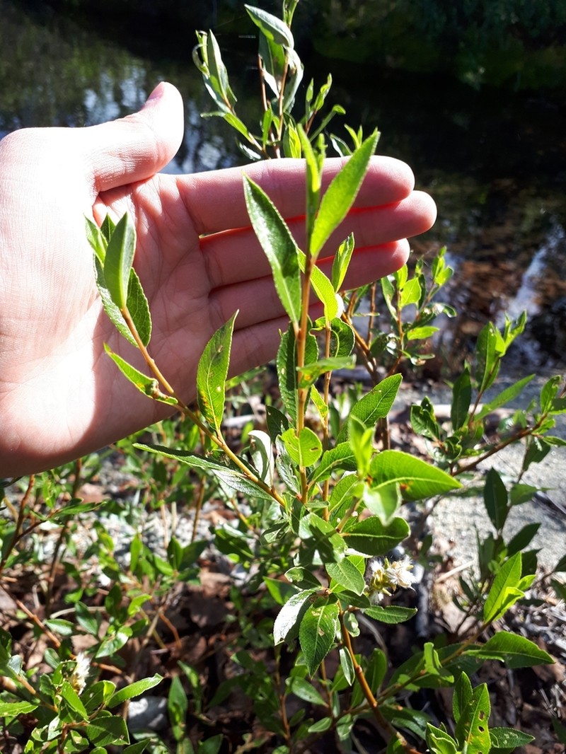 Salix arbuscula photo 6