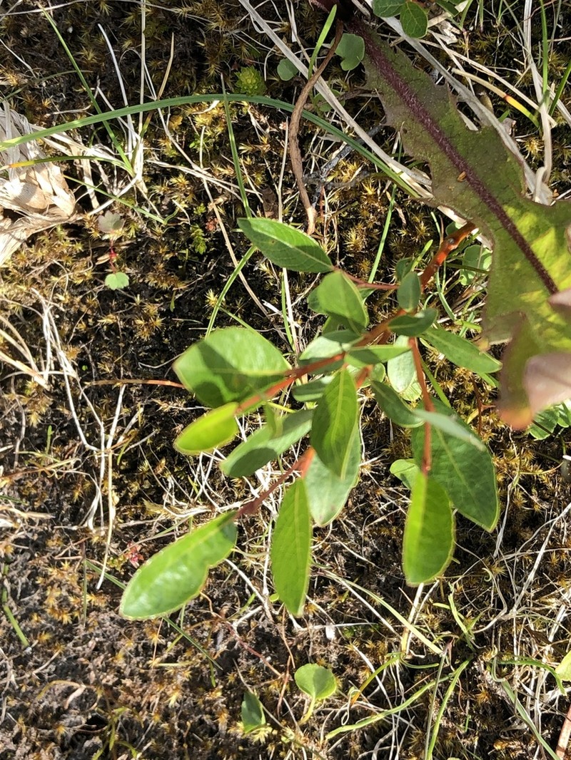 Salix arbuscula photo 7