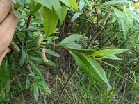 Littletree Willow