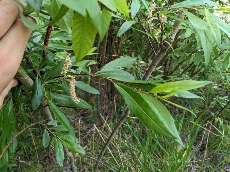 Littletree Willow