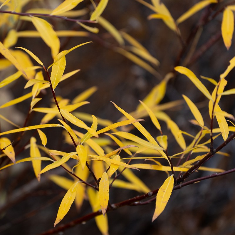 Littletree Willow photo 2
