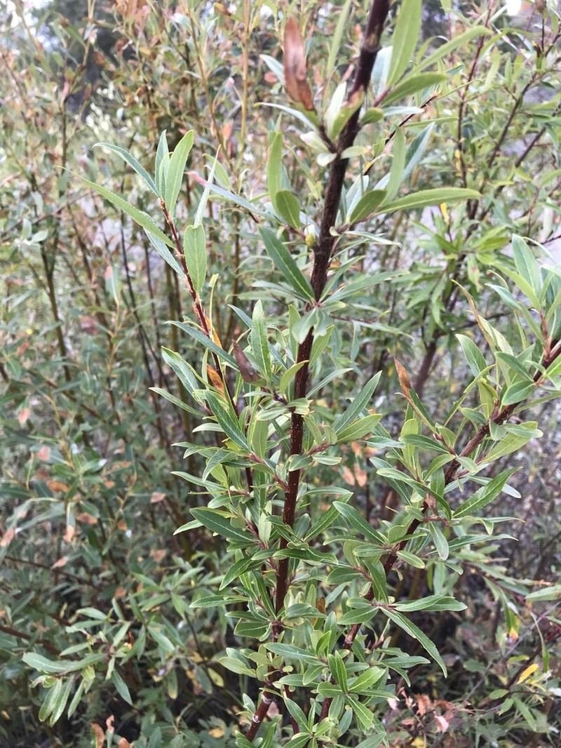 Littletree Willow photo 3