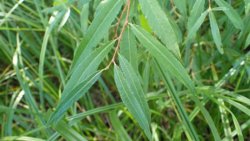 Littletree Willow photo 4