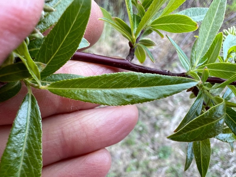 Littletree Willow photo 6
