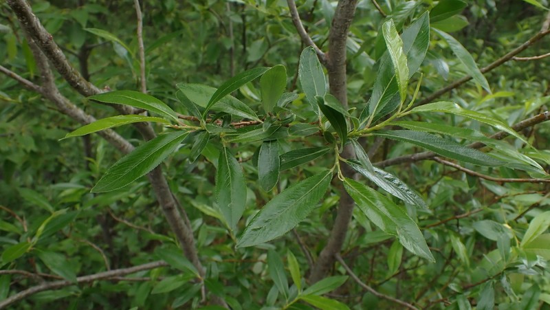 Littletree Willow photo 7