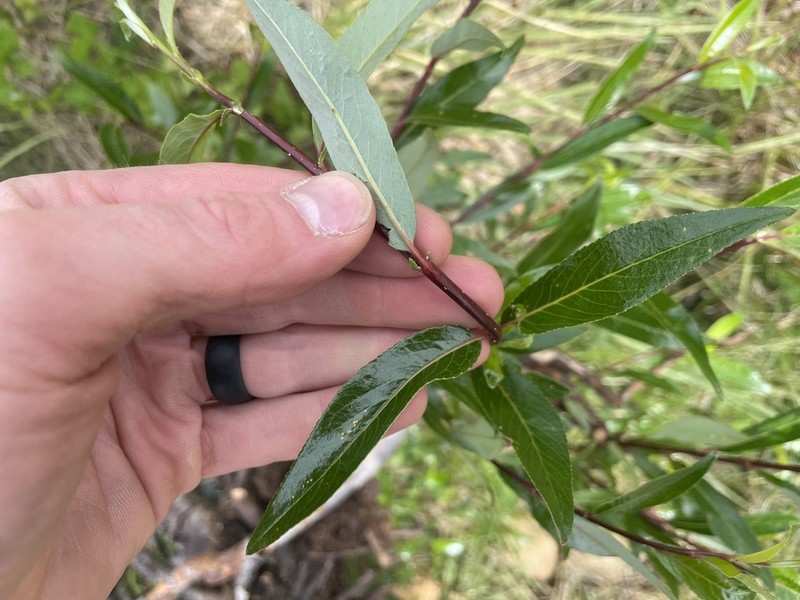 Littletree Willow photo 8