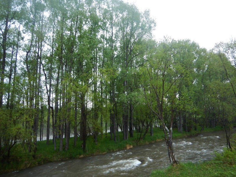 Salix arbutifolia photo 2