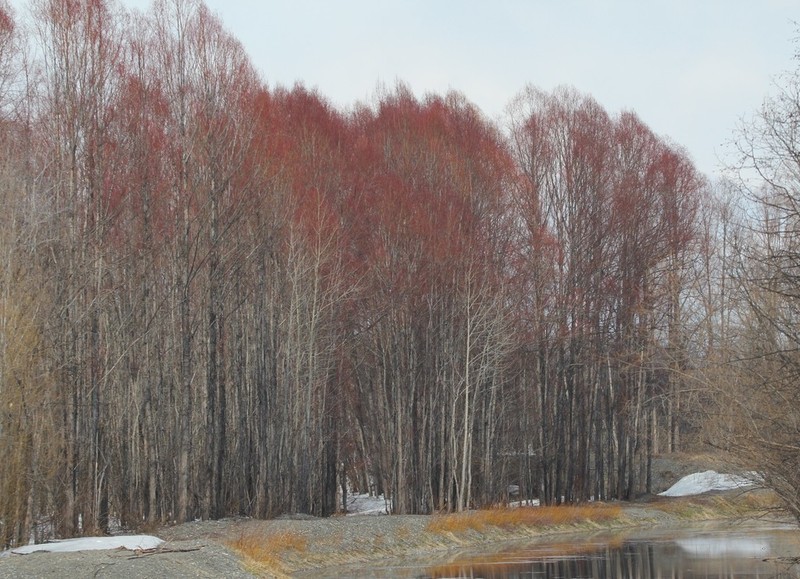 Salix arbutifolia photo 7