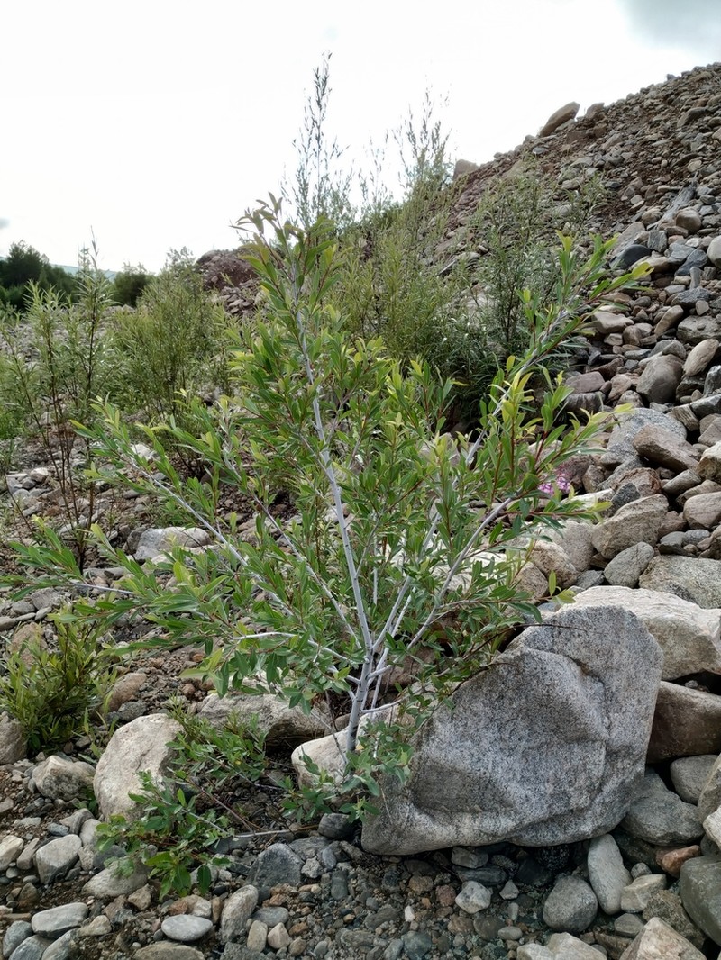 Salix arbutifolia photo 8