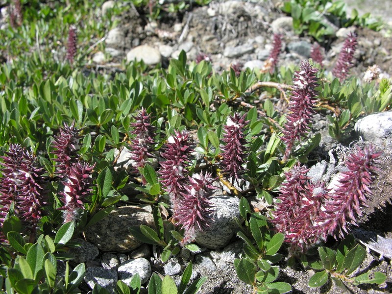 Arctic Willow photo 2