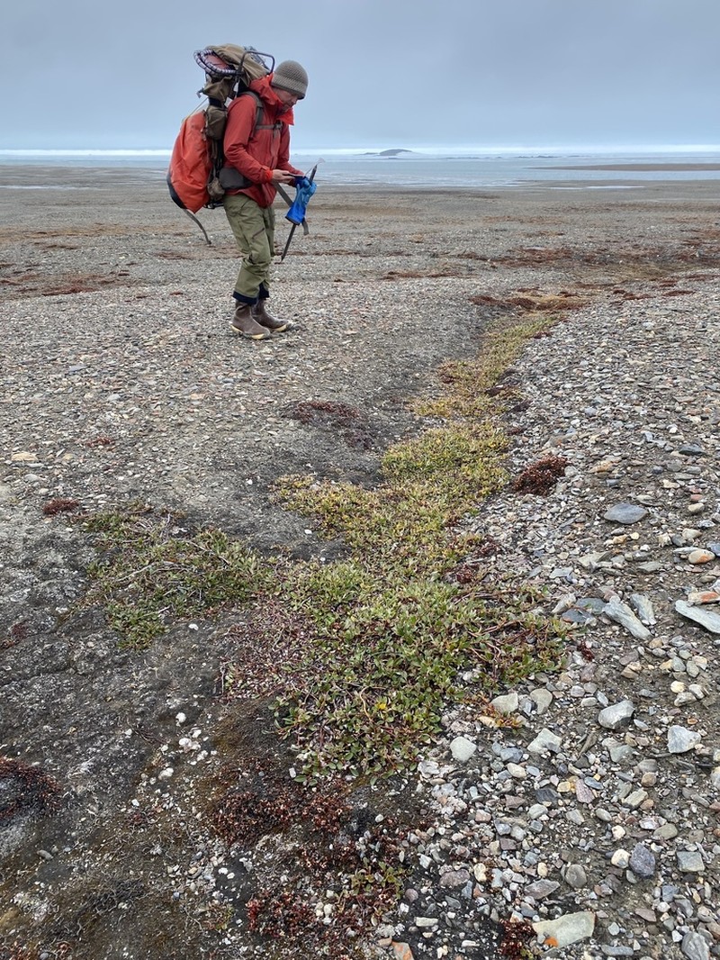 Arctic Willow photo 3