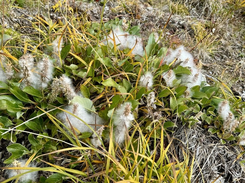 Arctic Willow photo 4