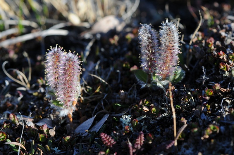 Arctic Willow photo 5