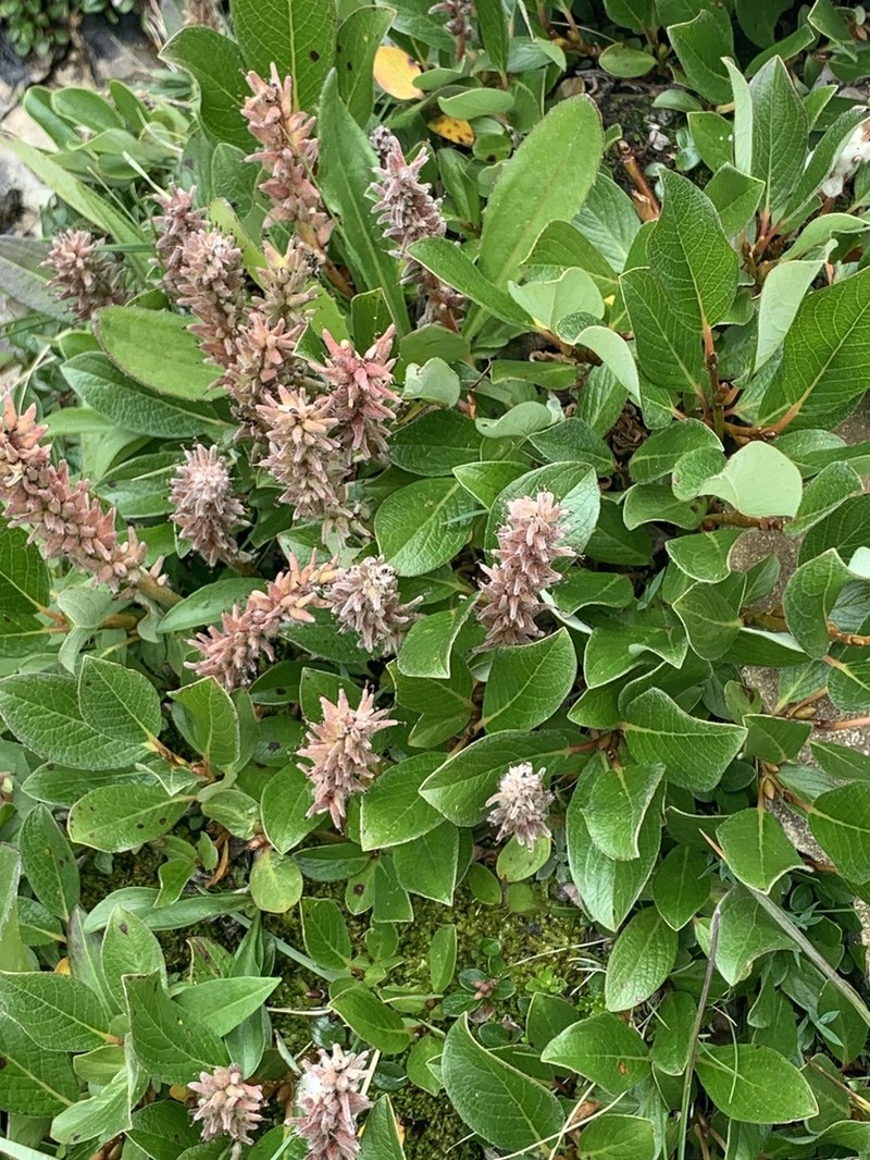 Arctic Willow photo 6