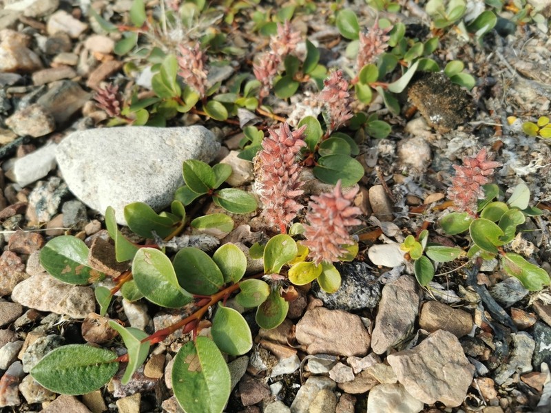 Arctic Willow photo 7