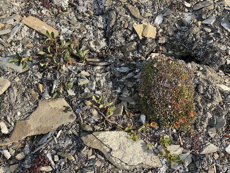 Arctic Willow photo 8