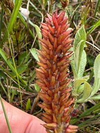 Northern Willow