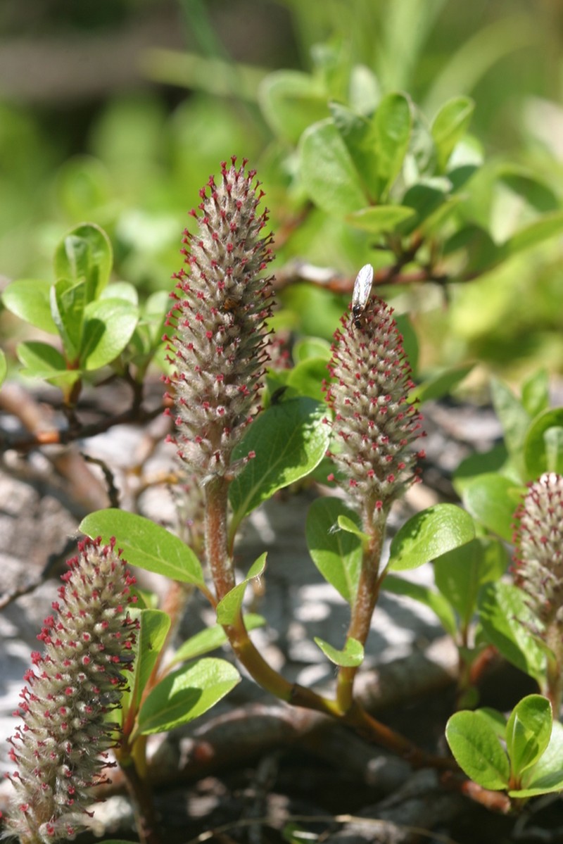 Northern Willow photo 4