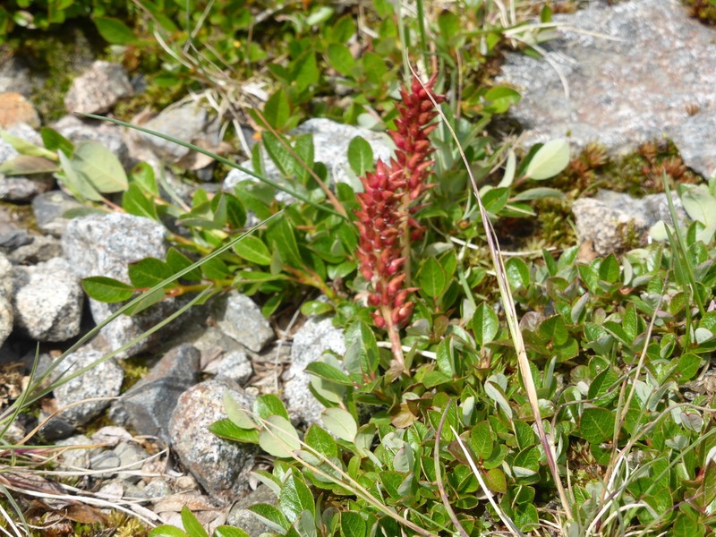 Northern Willow photo 6