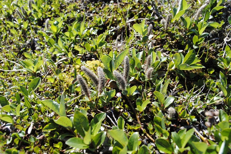 Northern Willow photo 8