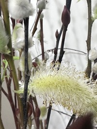 Salix argyracea
