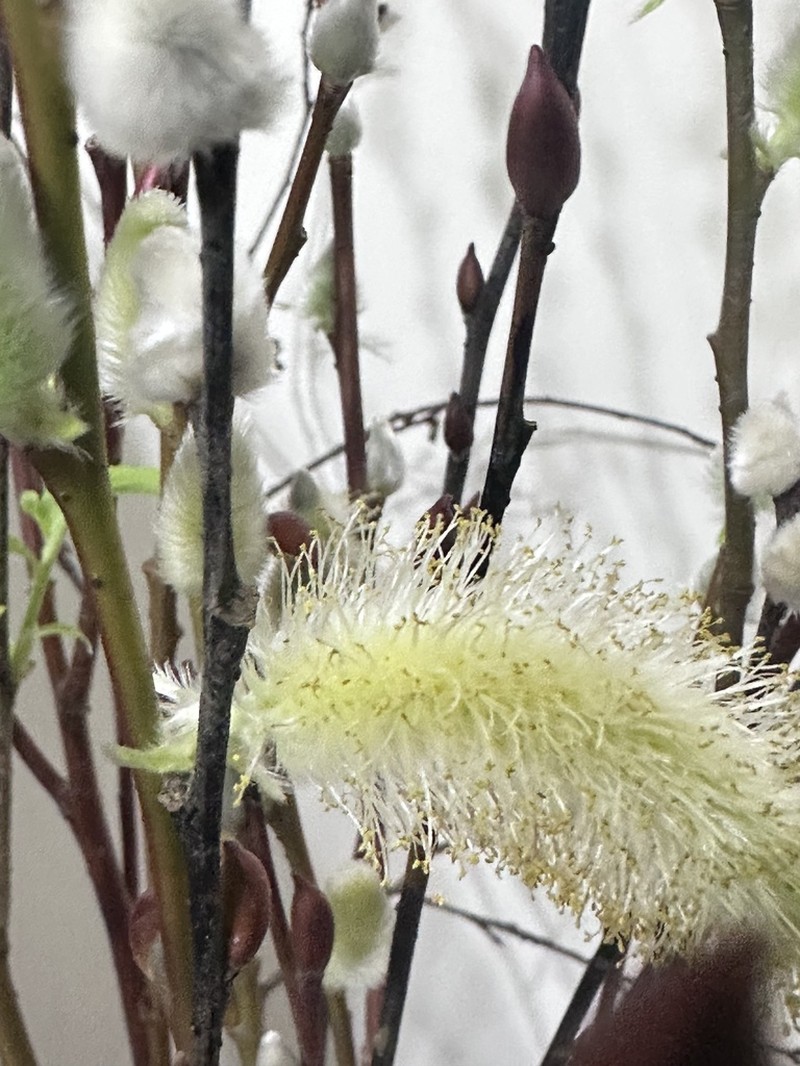 Salix argyracea