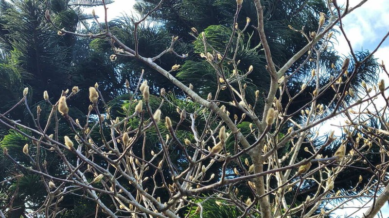 Salix argyracea photo 2