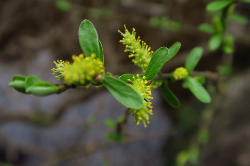 Salix argyracea photo 3