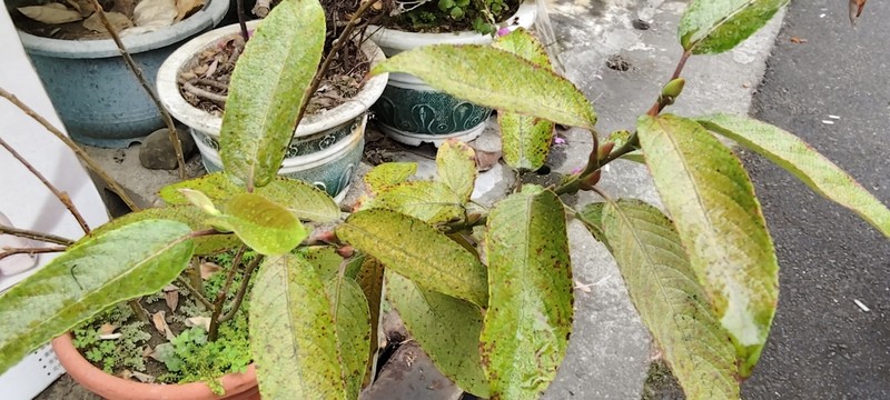 Salix argyracea photo 4