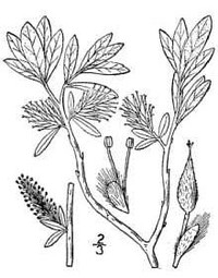 Labrador Willow