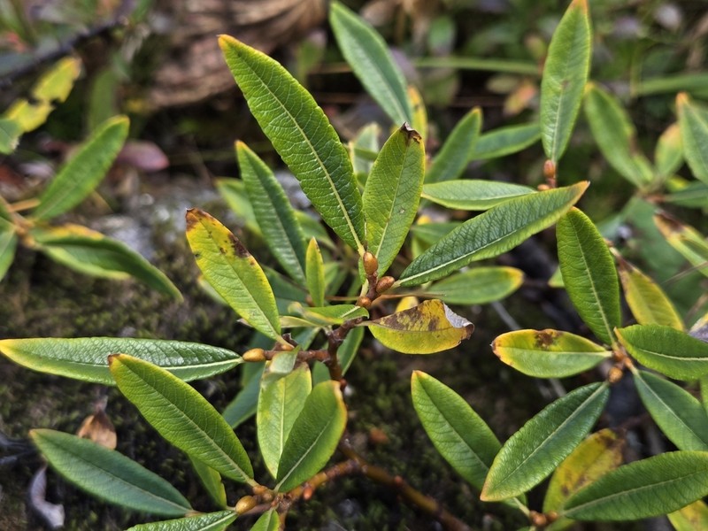 Labrador Willow photo 3