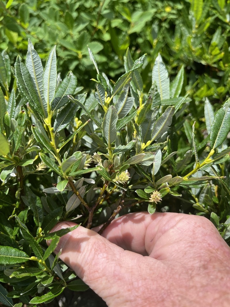 Labrador Willow photo 4