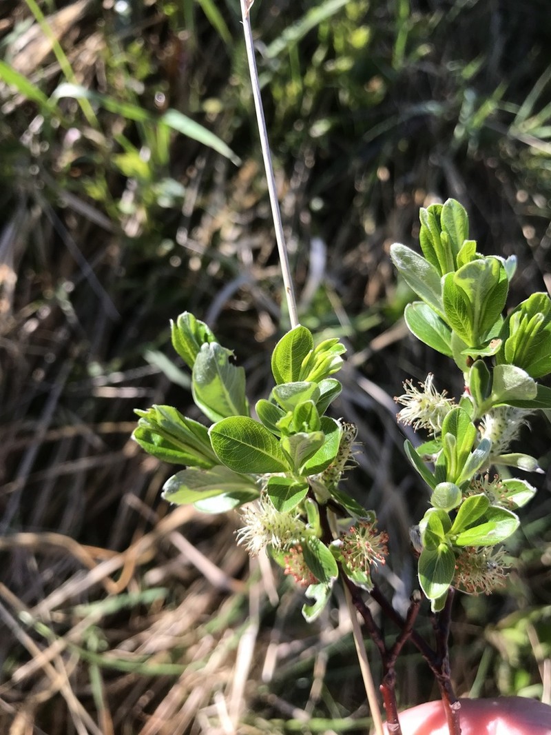 Labrador Willow photo 5