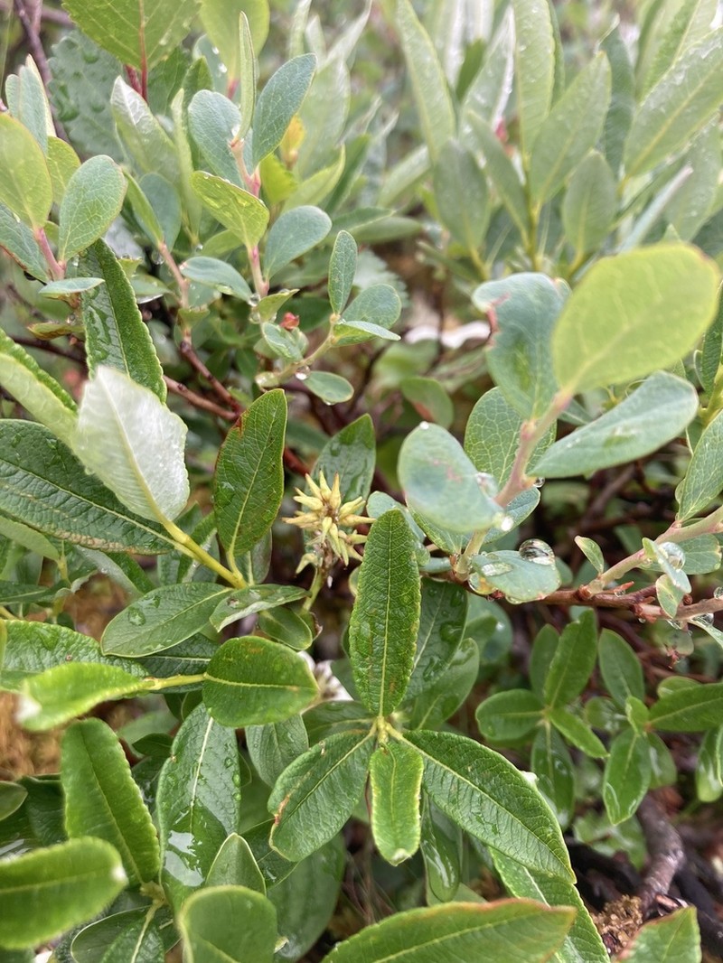 Labrador Willow photo 6