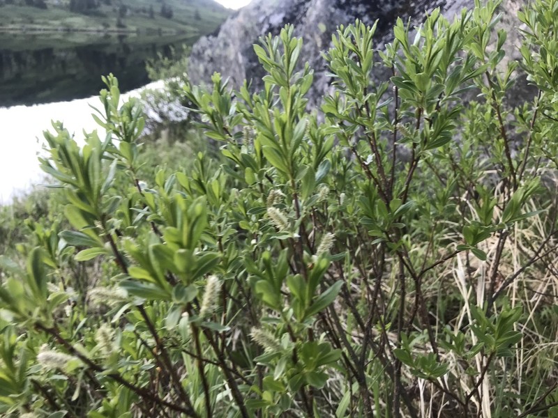 Labrador Willow photo 7