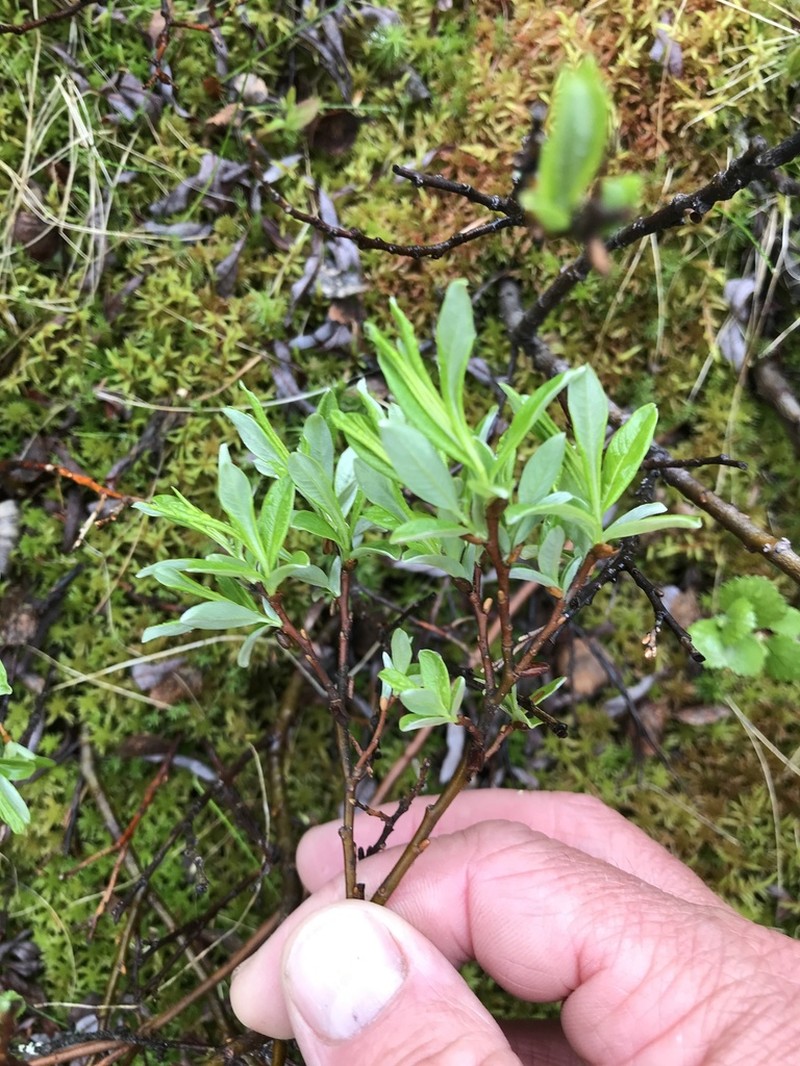 Labrador Willow photo 8